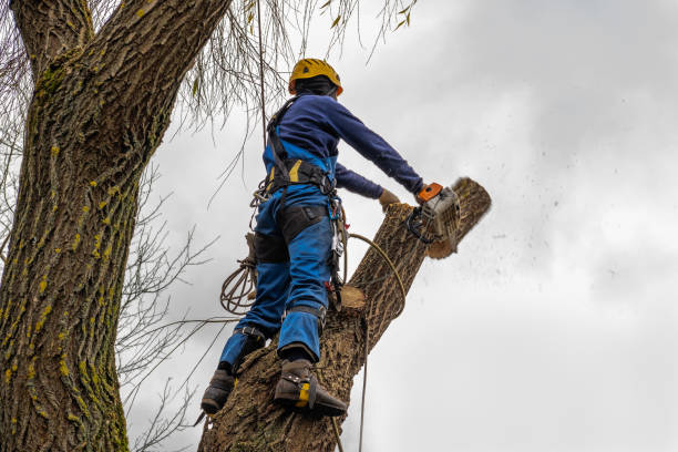 Best Tree Removal  in North Liberty, IA
