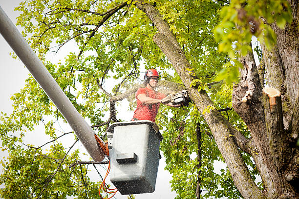 Best Tree Disease Treatment  in North Liberty, IA